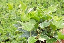 常春藤的生长方式（水培和土培的优缺点对比与分析）
