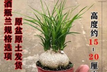 以酒瓶兰花高了怎么去头（创意DIY方法教你轻松解决酒瓶兰花高头问题）
