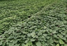 牧马山地瓜种植全攻略（秋季为最佳种植时间，适宜气候和土壤条件，种植技巧详解）