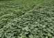 牧马山地瓜种植全攻略（秋季为最佳种植时间，适宜气候和土壤条件，种植技巧详解）