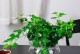 过期钙片有哪些妙用？（浇花、去除污渍、消除异味等10种方法。）