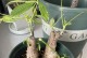 如何救活发财树上的烂掉部分（发财树修剪技巧分享，让你的植物重新焕发生机）