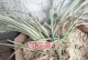 以兰草的开花秘密（揭秘以兰草不开花的原因与解决方法）