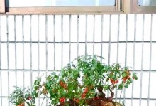 枸杞盆景的养护与施肥（打造健康盆景，让枸杞长势旺盛）