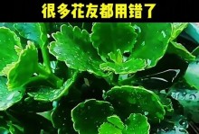 寒冬时节的浇水技巧（冬季浇水的时间、方法与注意事项）