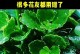 寒冬时节的浇水技巧（冬季浇水的时间、方法与注意事项）