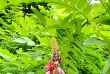 探寻葛花的芳香之谜（一种神奇的植物花朵，拥有多重功效）