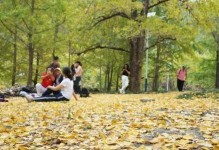 广西种银杏树可行性及管理措施（南国小城也能栽大树，银杏种植需知道的15件事）