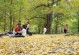 广西种银杏树可行性及管理措施（南国小城也能栽大树，银杏种植需知道的15件事）