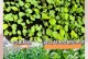 奶白菜种植的最佳时间（为保证丰收，注意这些细节！）