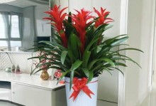 以盆花鸿运当头——全面解析盆花养护技巧（打造宜人的花园氛围，关键是掌握这些要点）