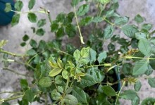 月季花苞掉落叶片枯萎的原因及解决方法（月季花苞掉落和叶片枯萎的保养技巧）