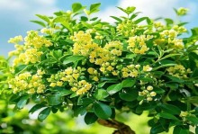 米兰室外养护的关键步骤（打造美丽耐用的户外空间）