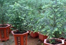 红豆杉的养殖方法及注意事项（从种植到管理，打造一片红豆杉的绿色海洋）