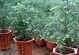 红豆杉的养殖方法及注意事项（从种植到管理，打造一片红豆杉的绿色海洋）