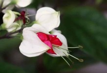 龙吐珠，冬季开花的神奇植物（探秘龙吐珠的生长习性及冬季开花原因）