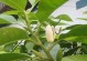 白兰花的养殖方法与养护要点（轻松掌握白兰花的养殖技巧，打造美丽花园）