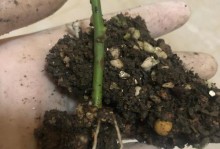 月季腋芽过多的处理方法（如何正确处理月季过多的腋芽？）