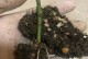 月季腋芽过多的处理方法（如何正确处理月季过多的腋芽？）