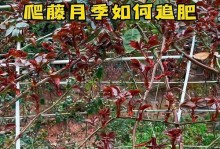 如何利用藤月枝条繁殖新植物？（探索藤月枝条繁殖的方法与技巧）