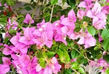 探秘三角梅开花的奥秘（三角梅开花周期、适宜生长环境及护理技巧）