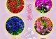 三角梅花语的含义（探寻三角梅的花色和花语）