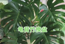 以龟背竹扦插苗上盆，快速种植绿色环保植物（种植龟背竹扦插苗上盆的方法及注意事项）