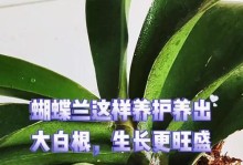 蝴蝶兰叶子发白的原因及应对方法（解析蝴蝶兰叶片变白的可能原因，提供有效的处理措施）
