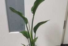 以鹤望兰夏天养护全指南（打造花园中的瑰宝-鹤望兰养护技巧）