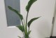 以鹤望兰夏天养护全指南（打造花园中的瑰宝-鹤望兰养护技巧）