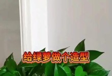 如何科学养护绿萝（室内绿植养护技巧与经验分享）