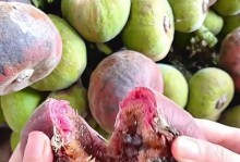 无花果果实的结构和形成过程（探寻无花果结实的奥秘——以无花果是如何结的为主题）