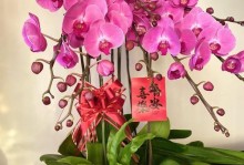 兰花的花语与意义（探寻兰花背后的传说及象征）