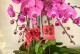 兰花的花语与意义（探寻兰花背后的传说及象征）