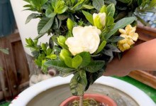 如何有效养活栀子花（栀子花生长养护的关键技巧）