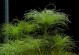 百叶草（探索百叶草的外貌、生态和用途）