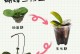 蝴蝶兰秋天盆栽的养殖技巧（打造美丽室内花园，）