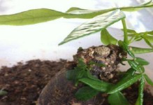 如何种植适合发财树的土壤（掌握这些技巧，让发财树更茁壮成长）