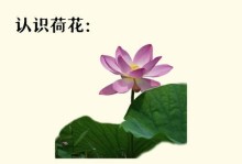 河花养殖方法详解（打造高产优质的河花养殖技巧）