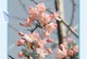 四季海棠的花期（探究四季海棠开花时间，了解如何更好地观赏）