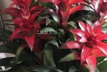 以鸿运当头花怎么追肥（掌握关键技巧，追肥轻松有道）