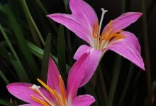 韭菜莲的种植技巧与养护方法（探秘韭菜莲的种植过程，助您轻松打造花园瑰丽景色）