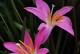 韭菜莲的种植技巧与养护方法（探秘韭菜莲的种植过程，助您轻松打造花园瑰丽景色）