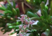 以筒叶花月怎么栽培？（掌握栽培技巧，打造美丽花园）