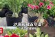 盆栽玫瑰花修剪指南（打造美丽庭院的关键技巧）