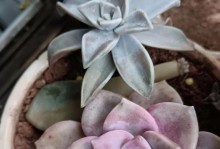 紫乐要扦插的技巧与方法（掌握紫乐要扦插的关键，打造美丽的花园）