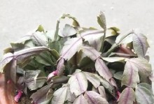 花苞软了怎么办？（保护花苞，迎接绚烂绽放）