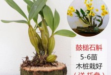 天宫石斛冬天怎么养？（科学方法让你轻松照料这美丽的植物）