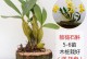 天宫石斛冬天怎么养？（科学方法让你轻松照料这美丽的植物）