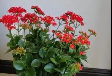 长寿花养护全攻略（了解长寿花的喜好，让它长久地绽放）